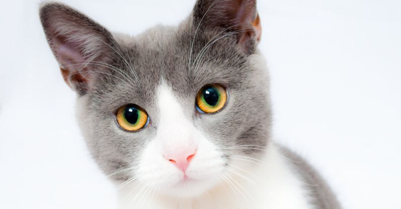 CBT - Grey and White Short Fur Cat