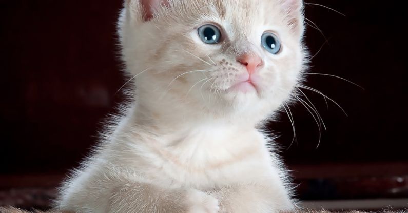 CBT - White and Grey Kitten on Brown and Black Leopard Print Textile